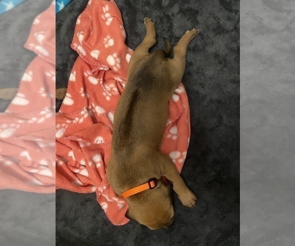 Medium Photo #4 Rhodesian Ridgeback Puppy For Sale in KELLER, TX, USA