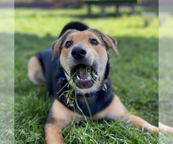 Medium Photo #137 German Shepherd Dog-Unknown Mix Puppy For Sale in Kanab, UT, USA