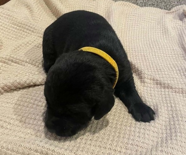 Medium Photo #16 Labrador Retriever Puppy For Sale in BARRON, WI, USA