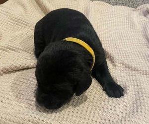 Medium Labrador Retriever