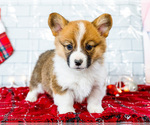 Small Photo #48 Cardigan Welsh Corgi Puppy For Sale in WAKARUSA, IN, USA