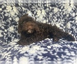 Small #11 Cock-A-Poo