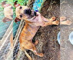 Small #2 American Pit Bull Terrier Mix