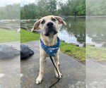 Small #9 Labrador Retriever Mix