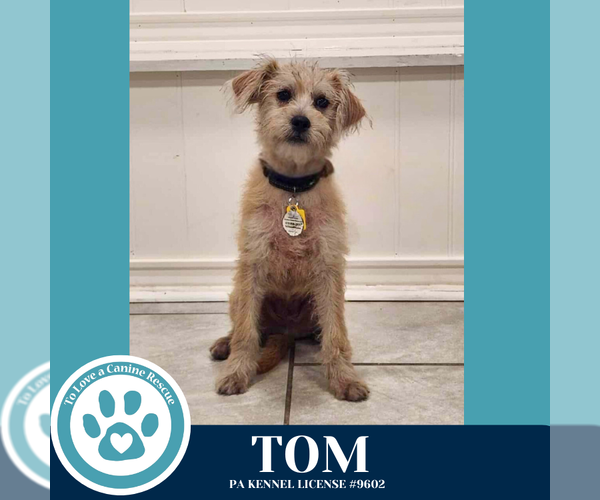 Medium Photo #2 Chihuahua-Unknown Mix Puppy For Sale in Kimberton, PA, USA