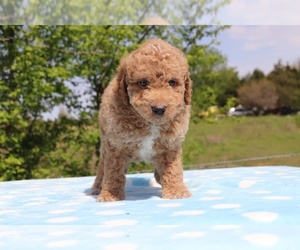Goldendoodle Puppy for sale in UNION CITY, TN, USA