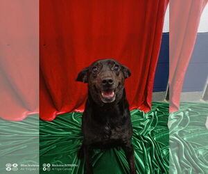 Mutt Dogs for adoption in Sterling, MA, USA