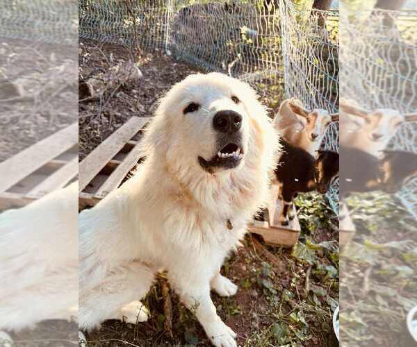 Medium Photo #1 Great Pyrenees Puppy For Sale in ABBOTTSTOWN, PA, USA