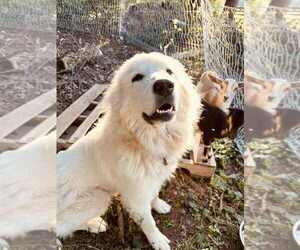 Mother of the Great Pyrenees puppies born on 06/03/2025