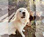 Small Photo #1 Great Pyrenees Puppy For Sale in ABBOTTSTOWN, PA, USA