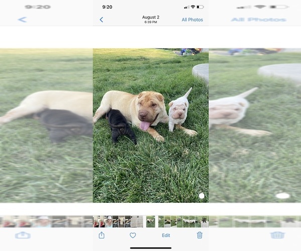 Medium Photo #1 Chinese Shar-Pei Puppy For Sale in KENNEWICK, WA, USA