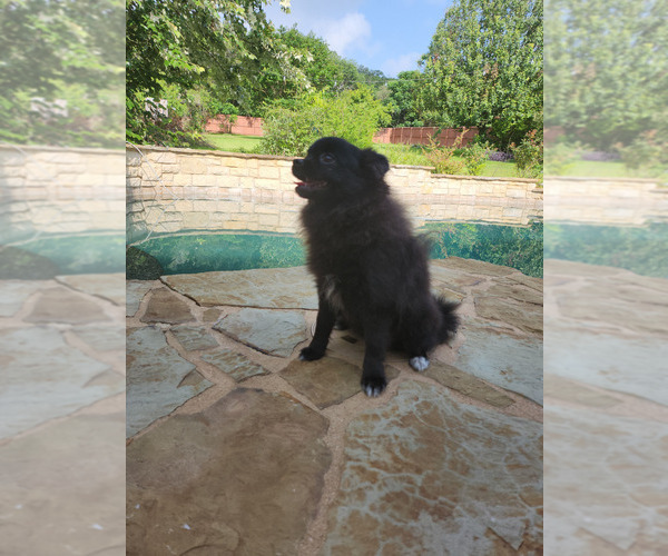 Medium Photo #3 Pomeranian Puppy For Sale in HARKER HEIGHTS, TX, USA