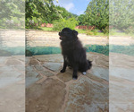 Small #2 Pomeranian