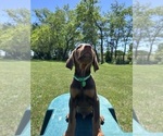 Small #1 Doberman Pinscher