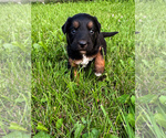 Puppy Sparky Aussiedoodle Miniature 