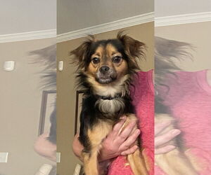 Chihuahua-Unknown Mix Dogs for adoption in Holly Springs, NC, USA