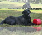 Small #3 Labrador Retriever Mix