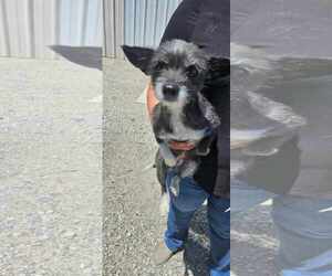 Chihuahua-Unknown Mix Dogs for adoption in Arlington, WA, USA