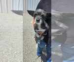 Small Chihuahua Mix