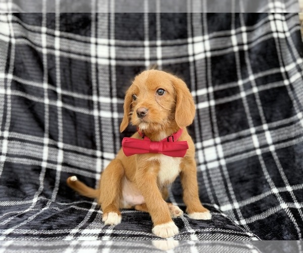Medium Photo #6 Beagle-Labradoodle Mix Puppy For Sale in LAKELAND, FL, USA