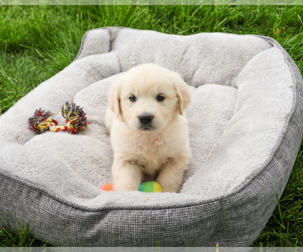 Medium Photo #7 English Cream Golden Retriever Puppy For Sale in SYRACUSE, IN, USA