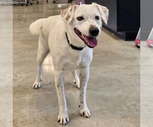 English Setter-Labrador Retriever Mix Dogs for adoption in Batavia, OH, USA