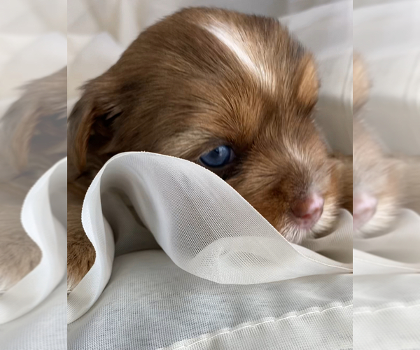 Medium Photo #3 Yorkshire Terrier Puppy For Sale in ROCK HILL, SC, USA