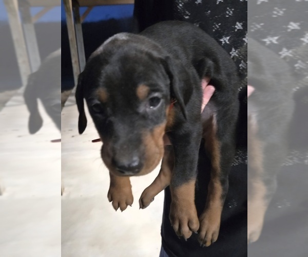 Medium Photo #25 Doberman Pinscher Puppy For Sale in BEGGS, OK, USA