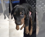 Small Photo #25 Doberman Pinscher Puppy For Sale in BEGGS, OK, USA