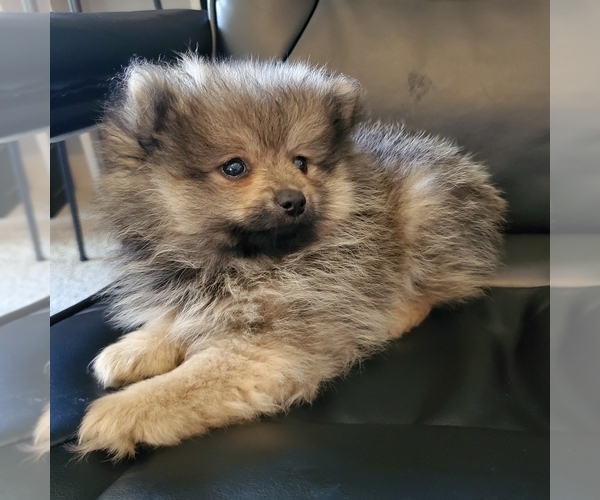 Medium Photo #2 Pomeranian Puppy For Sale in SAINT PAUL, MN, USA