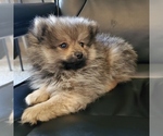 Small Photo #2 Pomeranian Puppy For Sale in SAINT PAUL, MN, USA