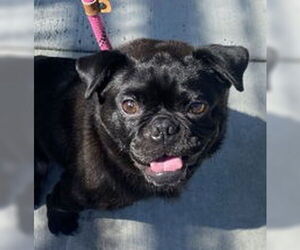 Pug Dogs for adoption in Salinas, CA, USA