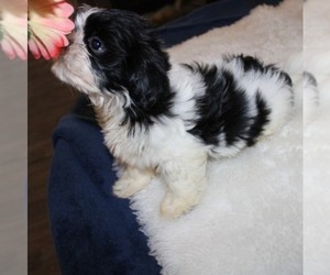 Shih Tzu Puppy for sale in THAYER, KS, USA
