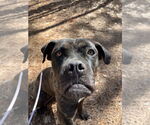 Small #7 Mastiff Mix