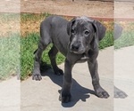 Small #20 Great Dane