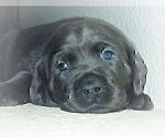 Small Photo #11 Labrador Retriever Puppy For Sale in FOUNTAIN, CO, USA