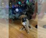 Small Photo #1 Boxer Puppy For Sale in WATERFORD, PA, USA