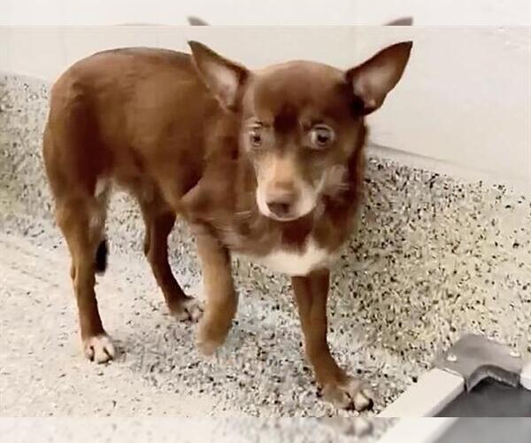 Medium Photo #2 Chihuahua-Unknown Mix Puppy For Sale in Houston, TX, USA