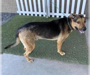 American Bulldog-Rottweiler Mix Dogs for adoption in Modesto, CA, USA