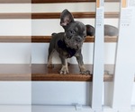 Small #4 French Bulldog
