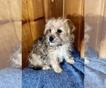 Small Photo #15 Morkie Puppy For Sale in SILVER LAKE, IN, USA