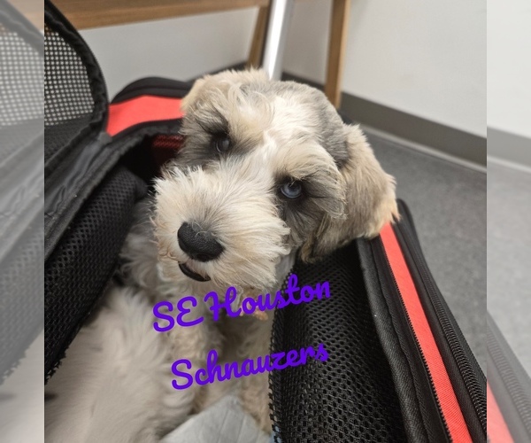 Medium Photo #2 Schnauzer (Miniature) Puppy For Sale in HOUSTON, TX, USA
