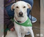 Small #3 Labrador Retriever Mix