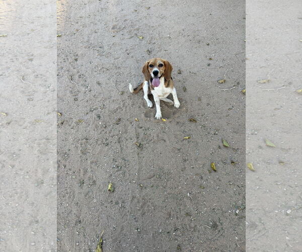 Medium Photo #3 Beagle Puppy For Sale in Apple Valley, CA, USA