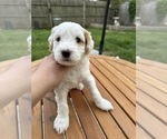 Puppy Everest Goldendoodle (Miniature)