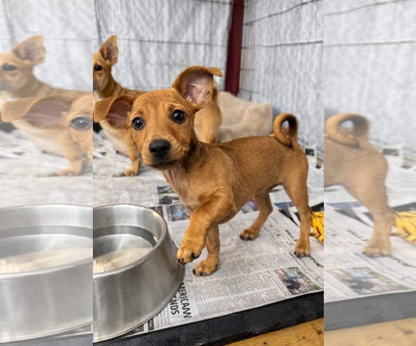 Medium Photo #1 Chiweenie Puppy For Sale in Sanford, FL, USA