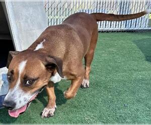 Beagle-Unknown Mix Dogs for adoption in Redlands, CA, USA