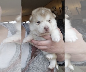 Alaskan Malamute Puppy for sale in CRIVITZ, WI, USA