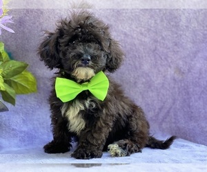 Havanese-Poodle (Toy) Mix Puppy for sale in LANCASTER, PA, USA
