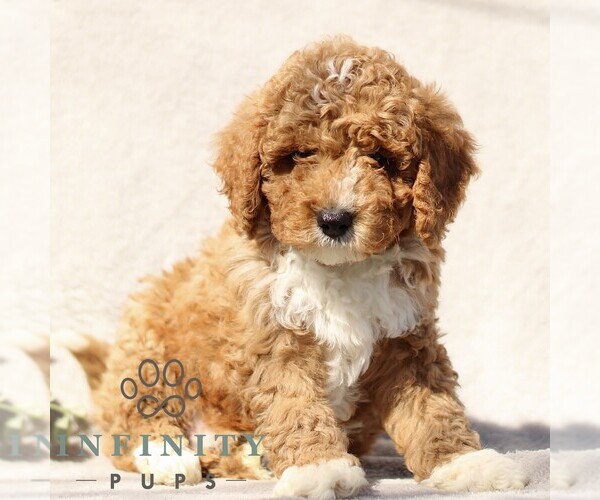 Medium Photo #4 Goldendoodle (Miniature) Puppy For Sale in EPHRATA, PA, USA